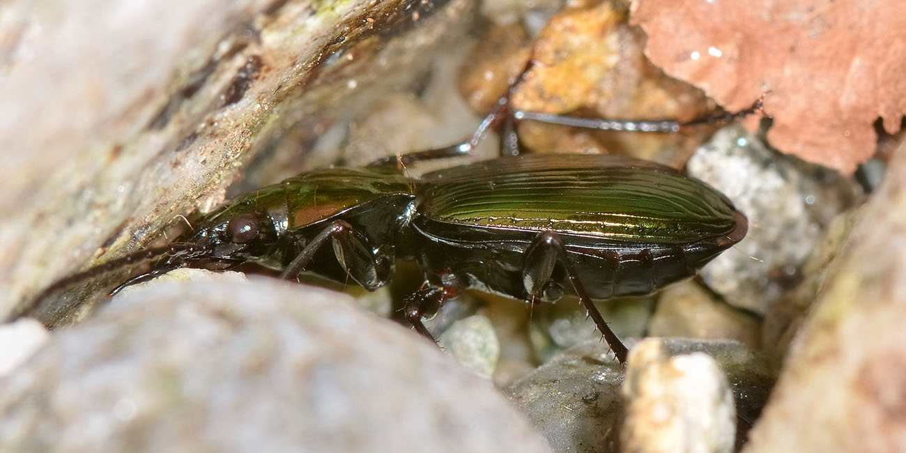 Pterostichus auratus (Carabidae)